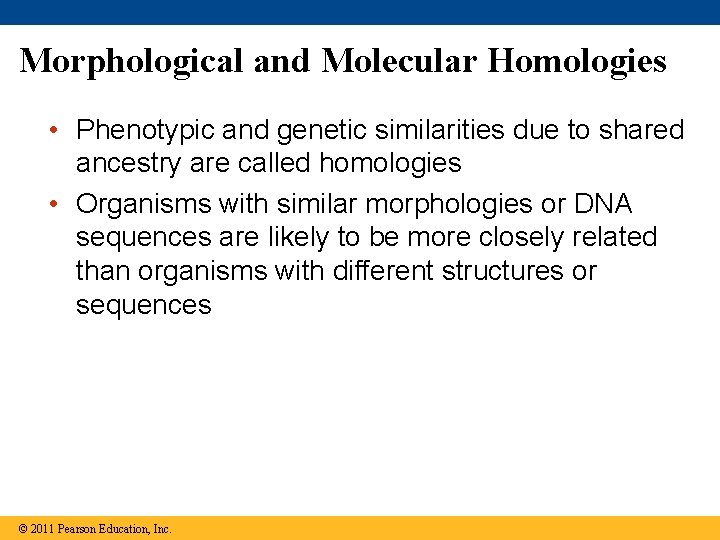 Morphological and Molecular Homologies • Phenotypic and genetic similarities due to shared ancestry are