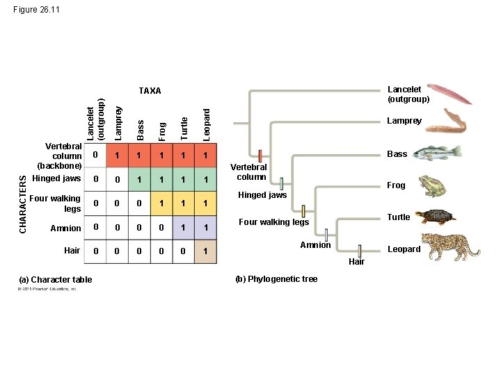 Figure 26. 11 Lancelet (outgroup) CHARACTERS Lancelet (outgroup) Lamprey Bass Frog Turtle Leopard TAXA