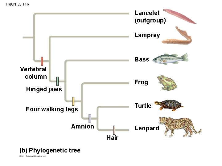 Figure 26. 11 b Lancelet (outgroup) Lamprey Bass Vertebral column Frog Hinged jaws Turtle