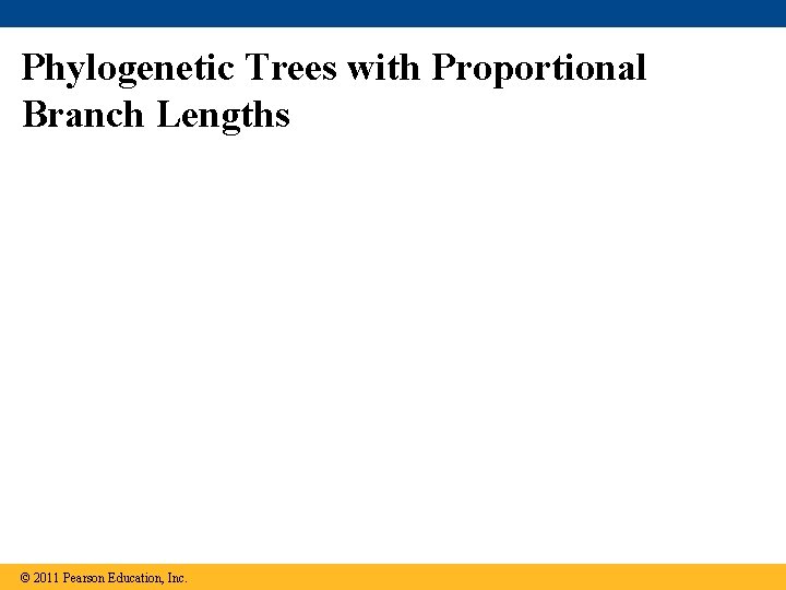 Phylogenetic Trees with Proportional Branch Lengths © 2011 Pearson Education, Inc. 