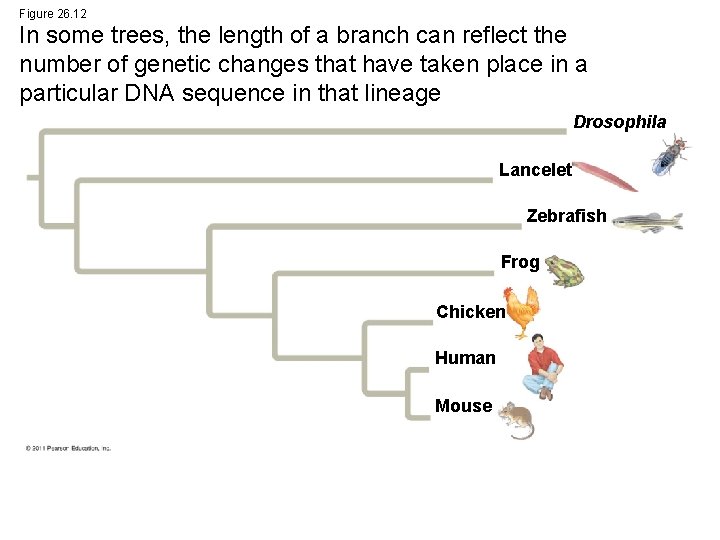 Figure 26. 12 In some trees, the length of a branch can reflect the