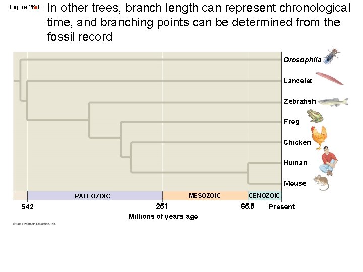  • In other trees, branch length can represent chronological time, and branching points