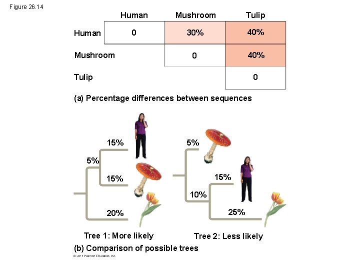 Figure 26. 14 Human Mushroom Tulip 0 30% 40% 0 40% Human Mushroom Tulip