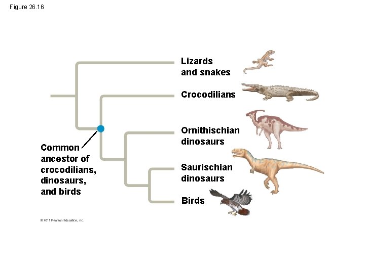Figure 26. 16 Lizards and snakes Crocodilians Common ancestor of crocodilians, dinosaurs, and birds