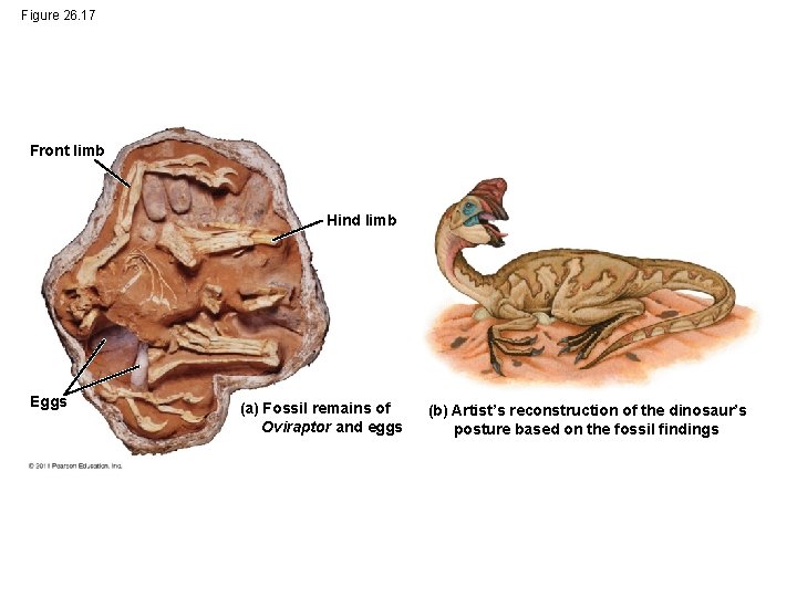 Figure 26. 17 Front limb Hind limb Eggs (a) Fossil remains of Oviraptor and