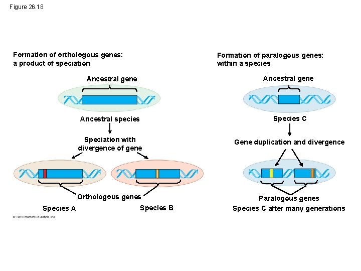 Figure 26. 18 Formation of orthologous genes: a product of speciation Species A Formation