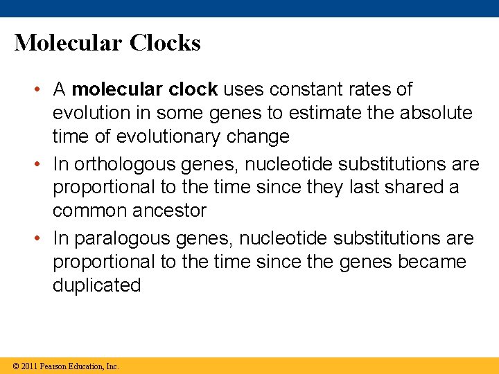 Molecular Clocks • A molecular clock uses constant rates of evolution in some genes