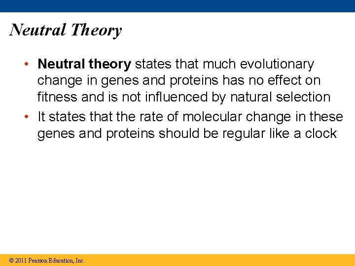 Neutral Theory • Neutral theory states that much evolutionary change in genes and proteins