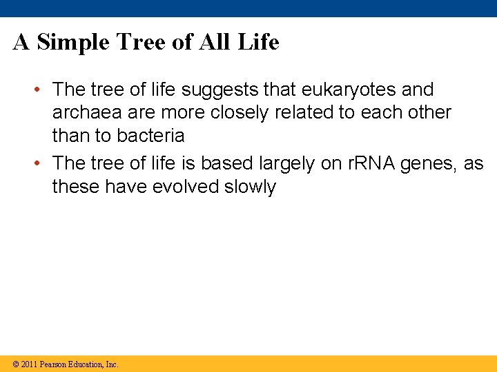 A Simple Tree of All Life • The tree of life suggests that eukaryotes