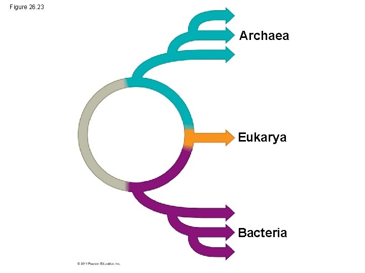 Figure 26. 23 Archaea Eukarya Bacteria 