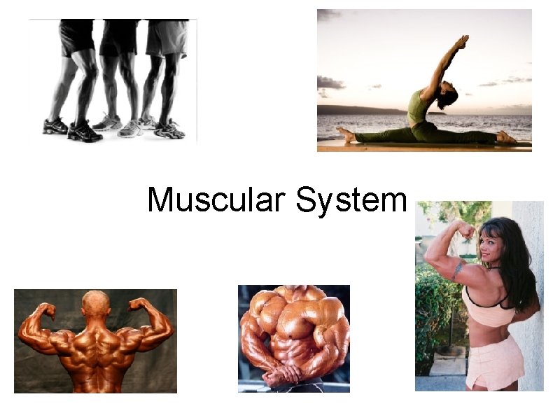 Muscular System 