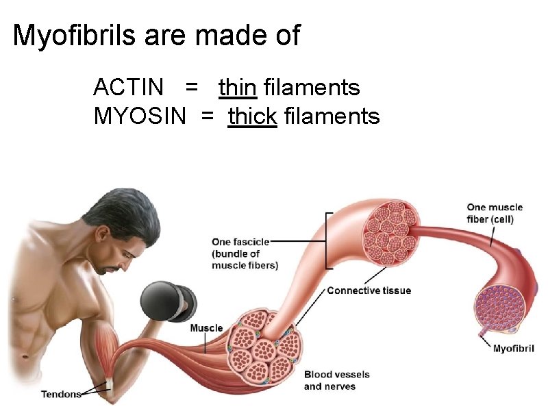 Myofibrils are made of ACTIN = thin filaments MYOSIN = thick filaments 