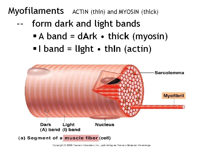 Myofilaments ACTIN (thin) and MYOSIN (thick) -- form dark and light bands § A