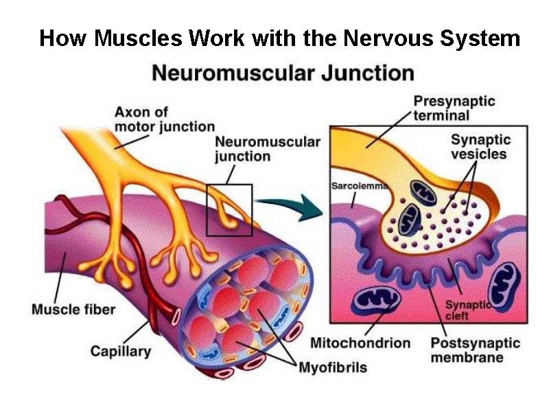 How Muscles Work with the Nervous System 