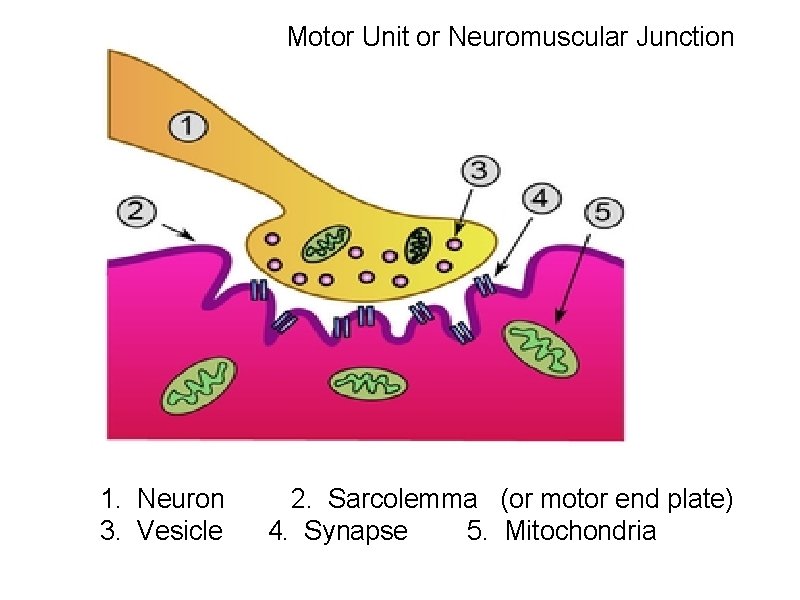 Motor Unit or Neuromuscular Junction 1. Neuron 3. Vesicle 2. Sarcolemma (or motor end
