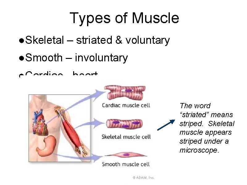 Types of Muscle ●Skeletal – striated & voluntary ●Smooth – involuntary ●Cardiac - heart