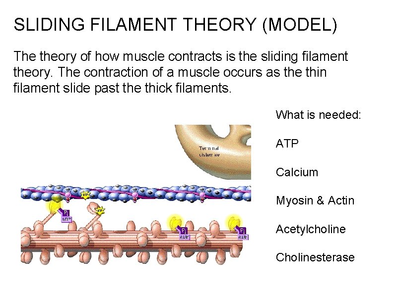 SLIDING FILAMENT THEORY (MODEL) The theory of how muscle contracts is the sliding filament