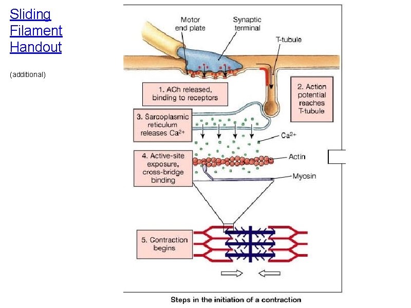 Sliding Filament Handout (additional) 