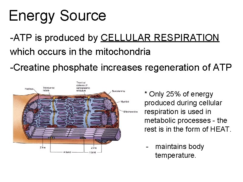 Energy Source -ATP is produced by CELLULAR RESPIRATION which occurs in the mitochondria -Creatine