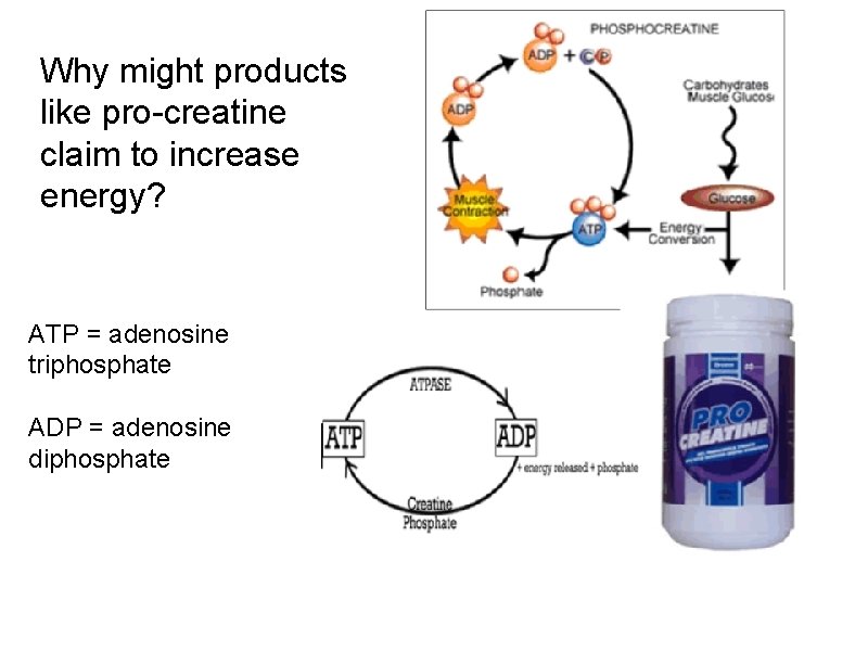 Why might products like pro-creatine claim to increase energy? ATP = adenosine triphosphate ADP