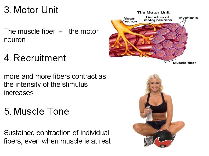 3. Motor Unit The muscle fiber + the motor neuron 4. Recruitment more and
