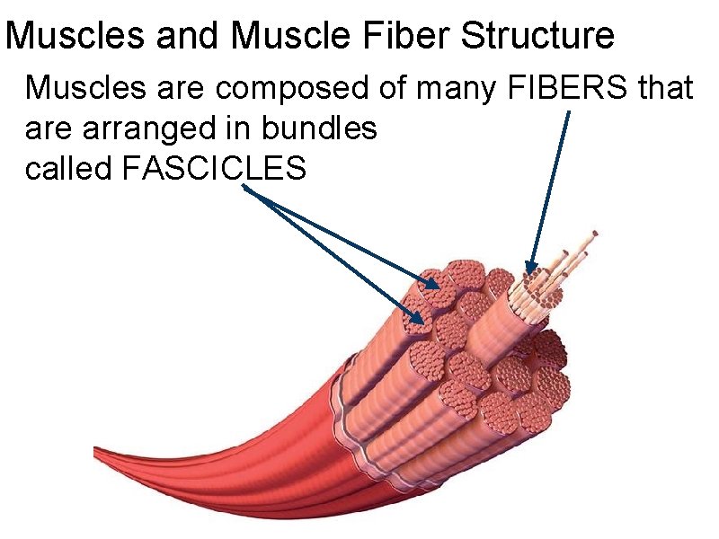 Muscles and Muscle Fiber Structure Muscles are composed of many FIBERS that are arranged