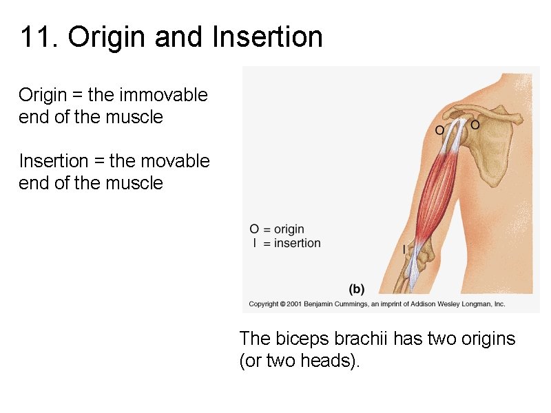 11. Origin and Insertion Origin = the immovable end of the muscle Insertion =