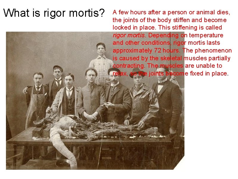 What is rigor mortis? A few hours after a person or animal dies, the