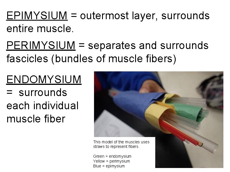 EPIMYSIUM = outermost layer, surrounds entire muscle. PERIMYSIUM = separates and surrounds fascicles (bundles