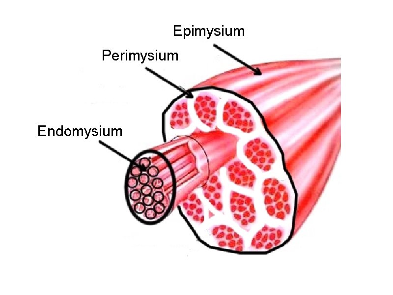 Epimysium Perimysium Endomysium 