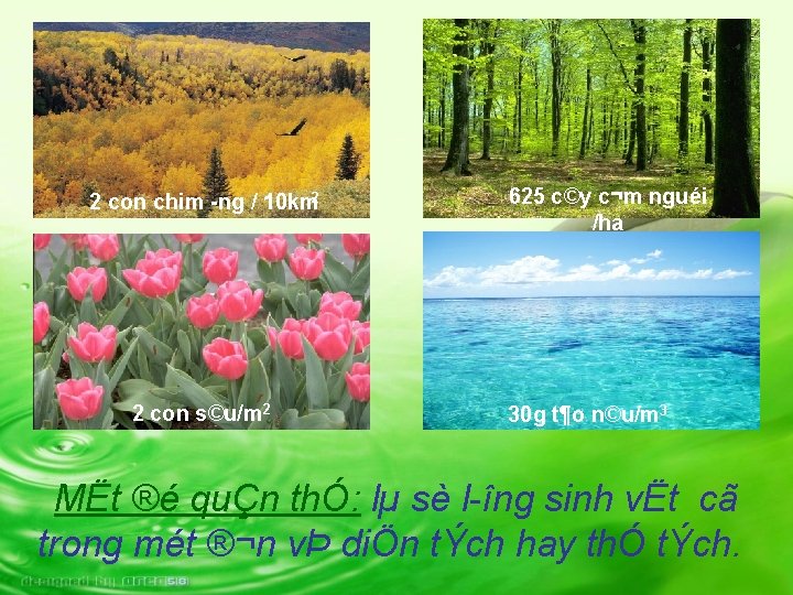 2 con chim ng / 10 km 2 2 con s©u/m 2 625 c©y 2 con chim ng / 10 km 2 2 con s©u/m 2 625 c©y