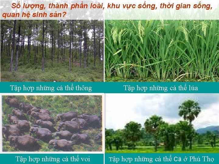 Số lượng, thành phần loài, khu vực sống, thời gian sống, quan hệ sinh