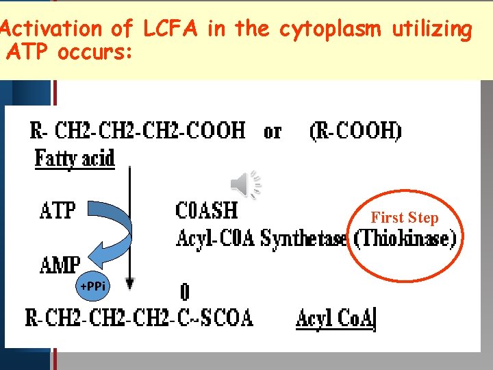 Activation of LCFA in the cytoplasm utilizing ATPClick occurs: to edit Master title style