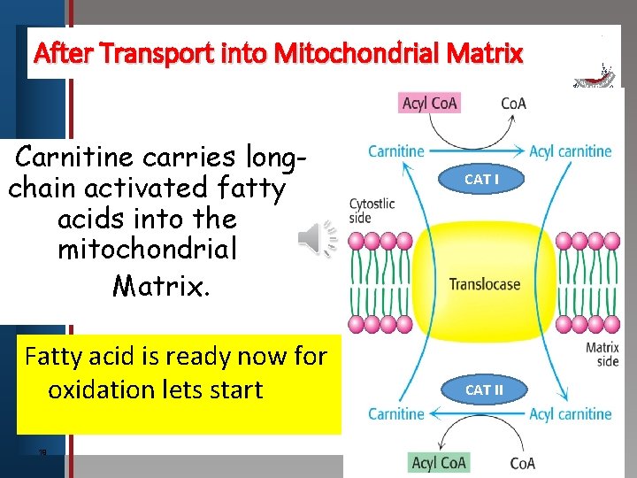 After Transport into Mitochondrial Matrix Click to edit Master title style • Edit Master