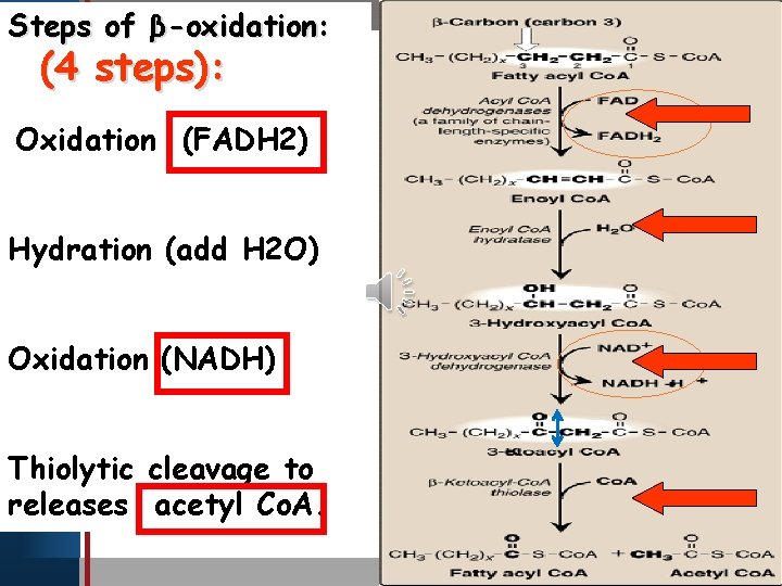 Steps of β-oxidation: (4 Click steps ): to edit Master title style Oxidation (FADH