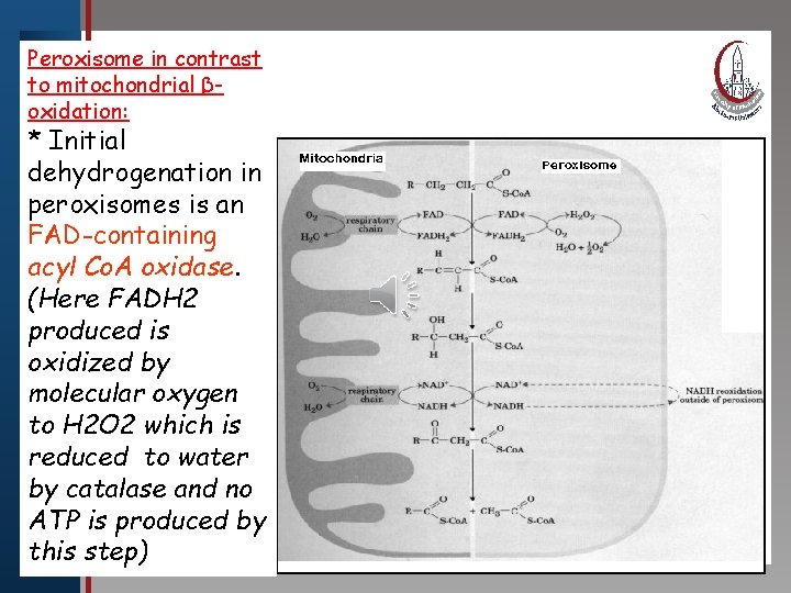 Peroxisome in contrast to mitochondrial βoxidation: Click to edit Master title style * Initial