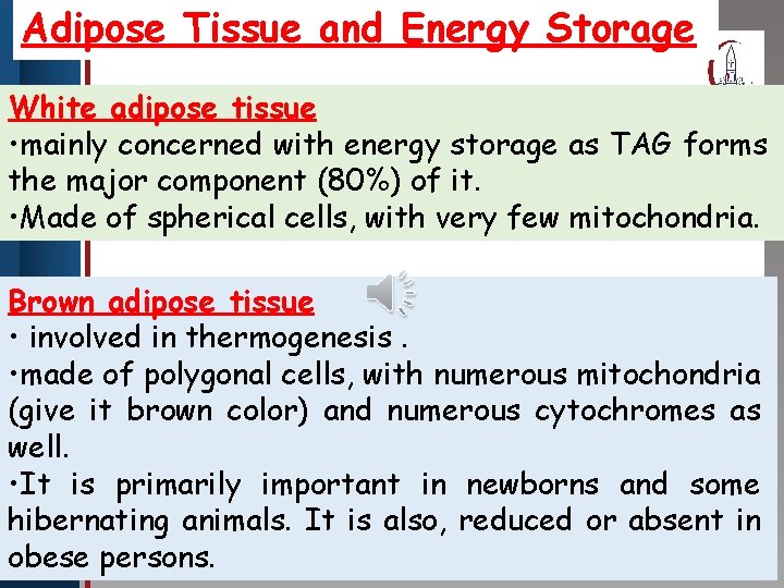 Adipose Tissue and Energy Storage Click to edit Master title style White adipose tissue