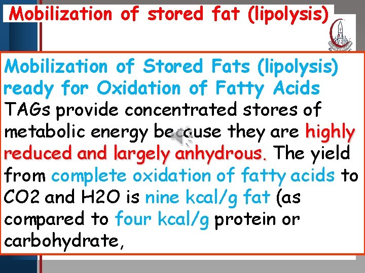 Mobilization of stored fat (lipolysis) Click to edit Master title style Mobilization of Stored