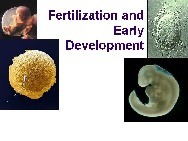 Fertilization and Early Development 