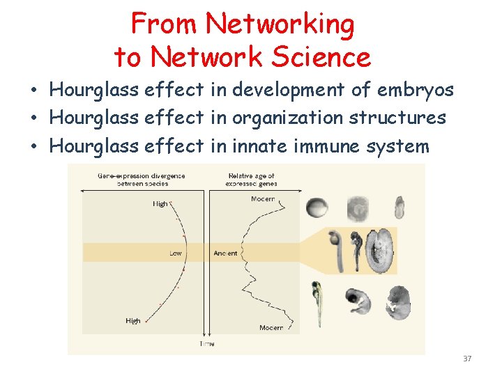 From Networking to Network Science • Hourglass effect in development of embryos • Hourglass