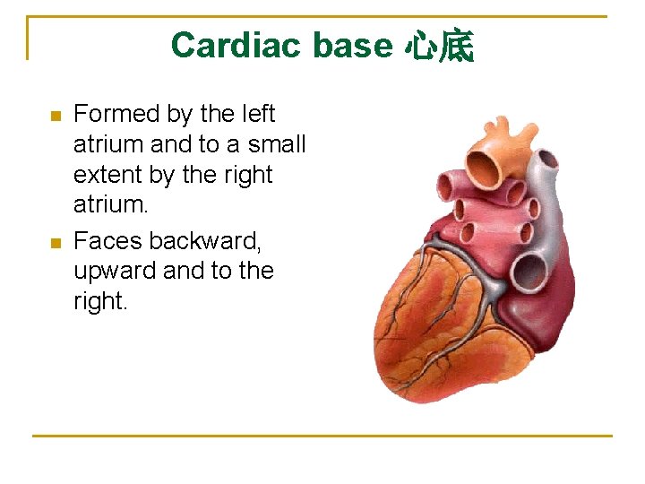 Cardiac base 心底 n n Formed by the left atrium and to a small