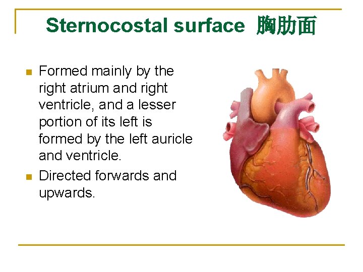 Sternocostal surface 胸肋面 n n Formed mainly by the right atrium and right ventricle,