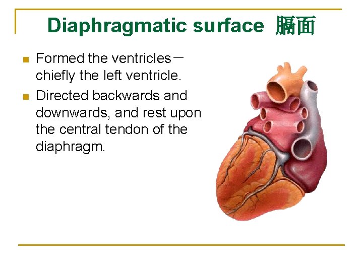 Diaphragmatic surface 膈面 n n Formed the ventricles－ chiefly the left ventricle. Directed backwards