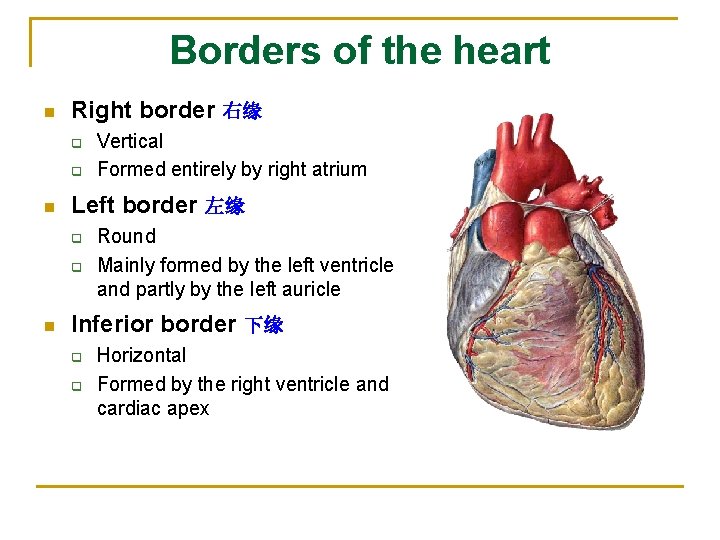 Borders of the heart n Right border 右缘 q q n Left border 左缘