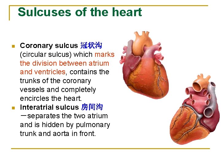 Sulcuses of the heart n n Coronary sulcus 冠状沟 (circular sulcus) which marks the