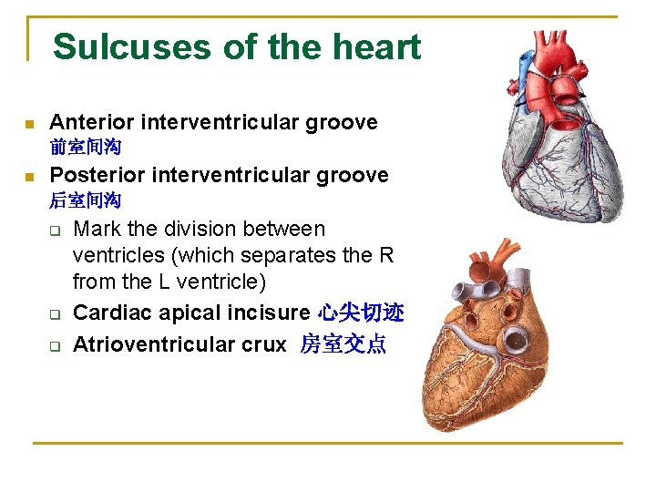 Sulcuses of the heart n Anterior interventricular groove 前室间沟 n Posterior interventricular groove 后室间沟