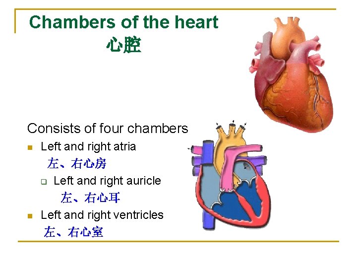 Chambers of the heart 心腔 Consists of four chambers n n Left and right