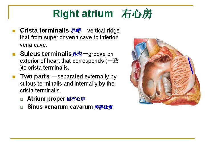 Right atrium 右心房 n Crista terminalis 界嵴－vertical ridge that from superior vena cave to