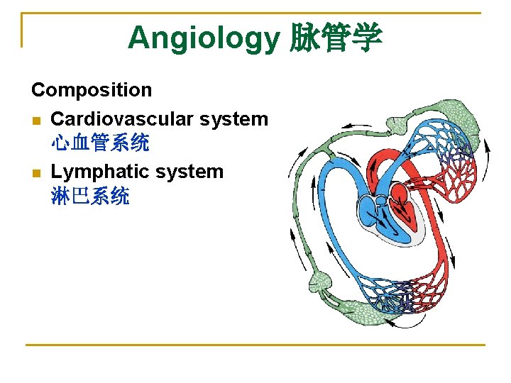 Angiology 脉管学 Composition n Cardiovascular system 心血管系统 n Lymphatic system 淋巴系统 