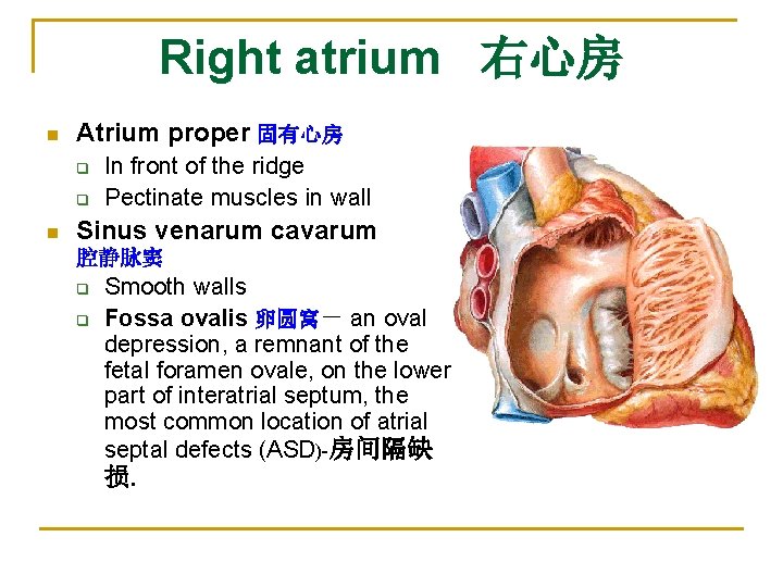 Right atrium 右心房 n Atrium proper 固有心房 q q n In front of the